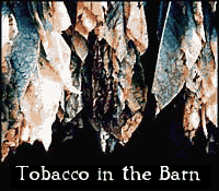 Tobacco in the Barn