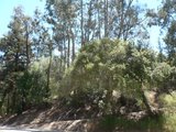 Eucalyptus trees