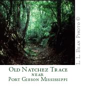Old Natchez Trace near Port Gibson MS.